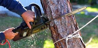 How Our Tree Care Process Works  in  West Long Branch, NJ